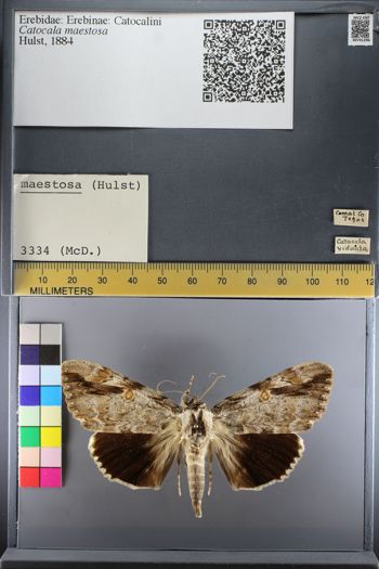 Media type: image;   Entomology 741296